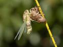 Emerging Cicada 018.jpg